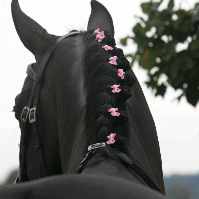 Hovedbilde  Manrosetter
