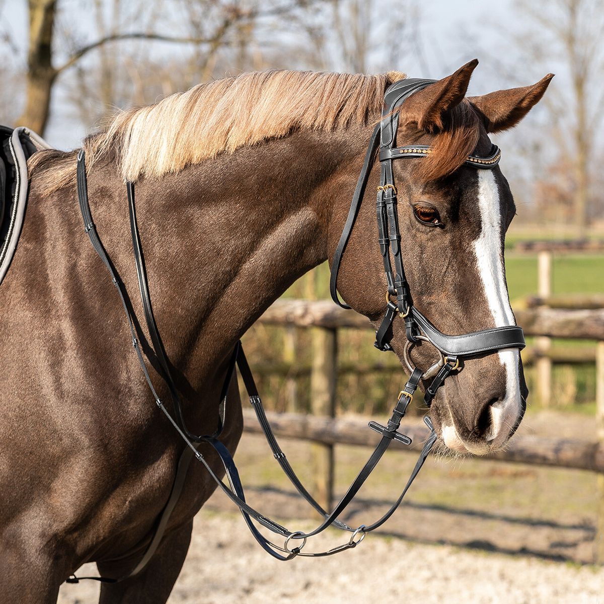 Martingal, basic